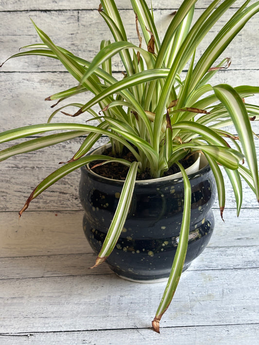 Starry Night Bellied Earthenware Planter