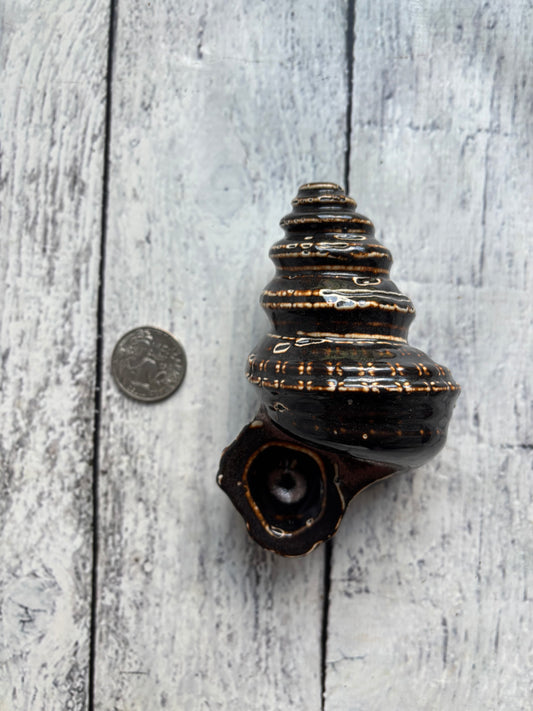 Conch Shell Herb Smoking Pipe - copper brown