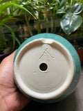 Turquoise Planter