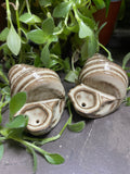 Conch Shell Smoking Pipe-cinnamon rolls