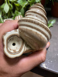 Conch Shell Smoking Pipe-cinnamon rolls