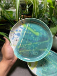 Dinner Plates - under the microscope