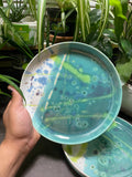 Dinner Plates - under the microscope